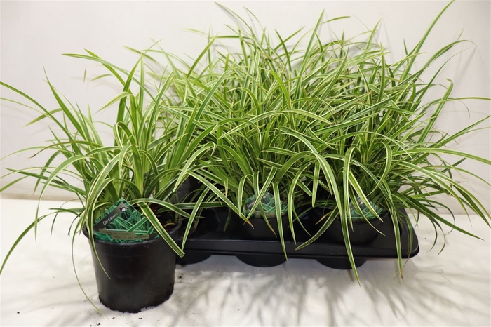 <h4>Care Mo Variegata</h4>