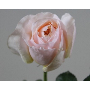 Rosa garden austin juliet