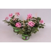 Pelargonium peltatum Balcon Pink