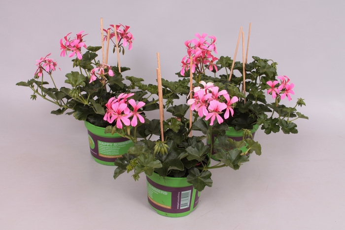 Pelargonium peltatum Balcon Pink