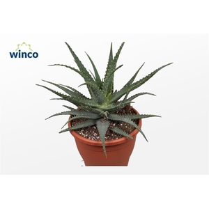 Aloe arborescens