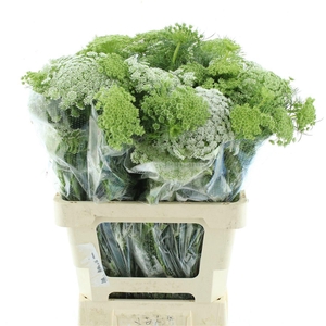 AMMI VISNAGA