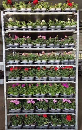 Pel Zon Mixk 1 Kleur Per Tray