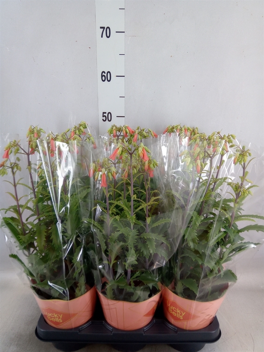 <h4>Kalanchoe HG 'Lucky Bells'</h4>