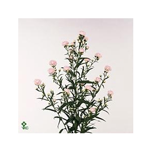 AST ASTEE PINK PEARL