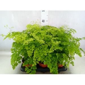 Adiantum raddi. 'Fragrans'