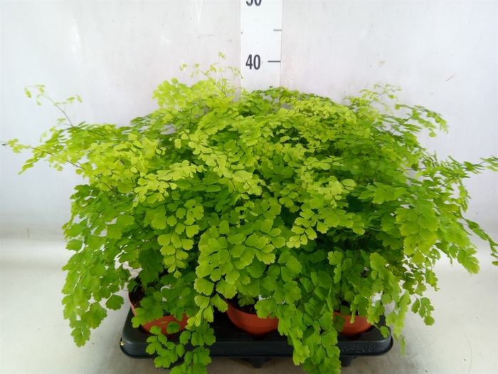 <h4>Adiantum raddi. 'Fragrans'</h4>