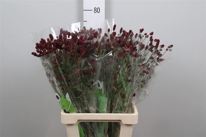 <h4>Sang Of Red Dream</h4>