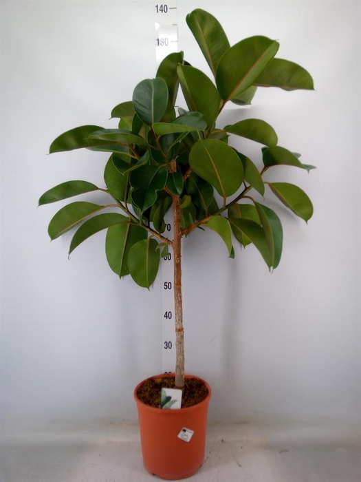 <h4>Ficus ...</h4>