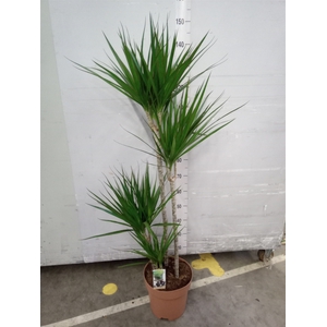 Dracaena marg.