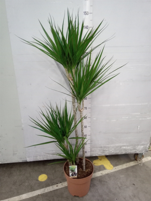 Dracaena marg.