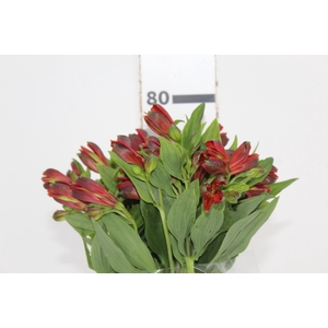 ALSTROEMERIA POMPEII 080 CM