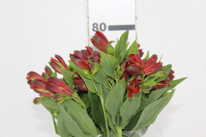 <h4>ALSTROEMERIA POMPEII 080 CM</h4>