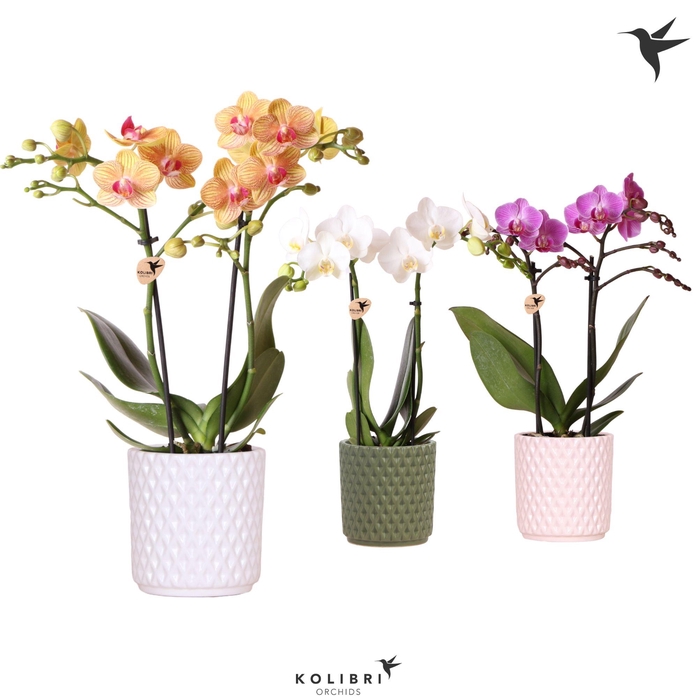 <h4>Kolibri Orchids Phalaenopsis mix 2 spike in Diamond pot mix</h4>