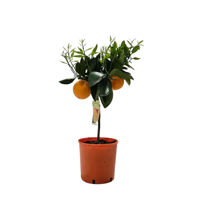 <h4>Citrus sinensis</h4>