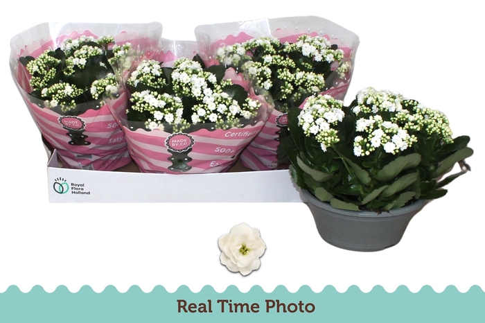 <h4>!! PROMO !! KALAN CALAN WHITE MENZEL P23</h4>