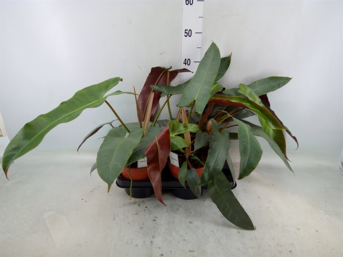 <h4>Philodendron   ...</h4>