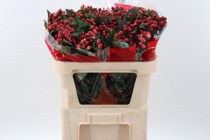<h4>Hypericum andr. 'True Romance'</h4>