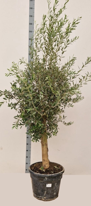 <h4>Olea europaea</h4>