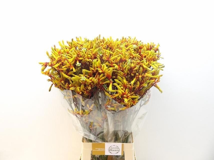 <h4>ANIGOZ ORANGE VELVET</h4>