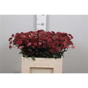 Sedum Magical Lizzy