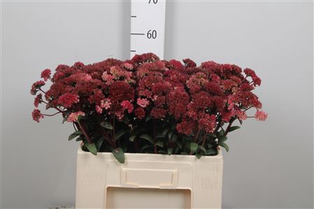 <h4>Sedum Magical Lizzy</h4>