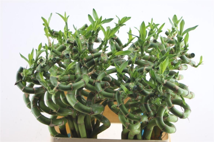 <h4>Drac Bamboo Spiral 60cm</h4>