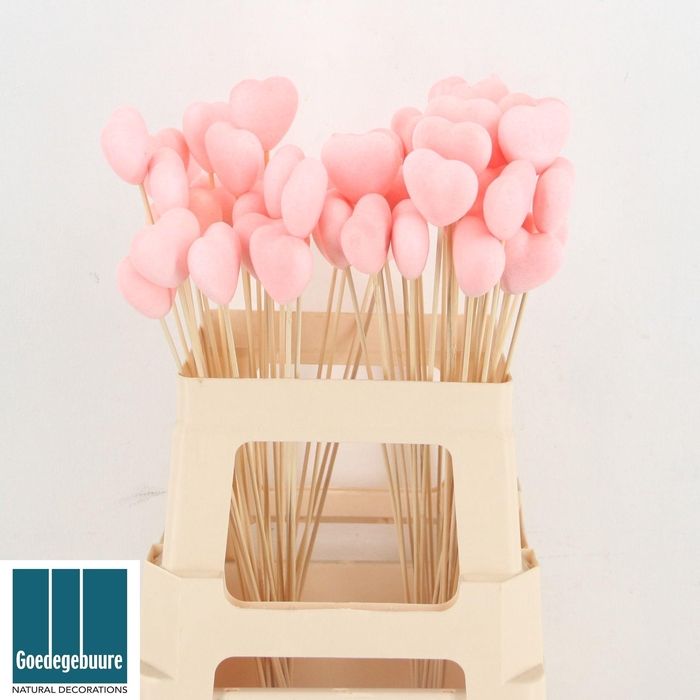 <h4>HARTJE OP STOK H%</h4>