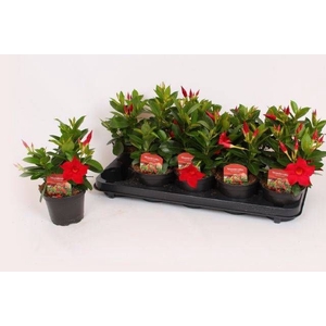 MANDE RIO DARK RED