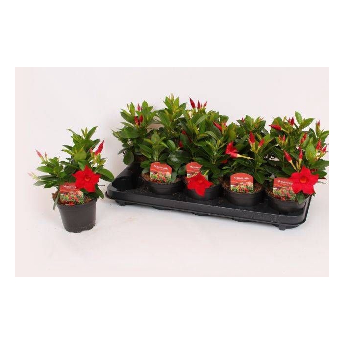 <h4>MANDE RIO DARK RED</h4>