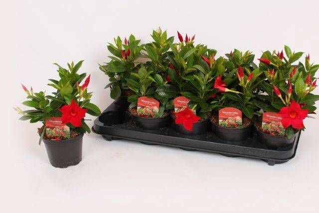 MANDE RIO DARK RED
