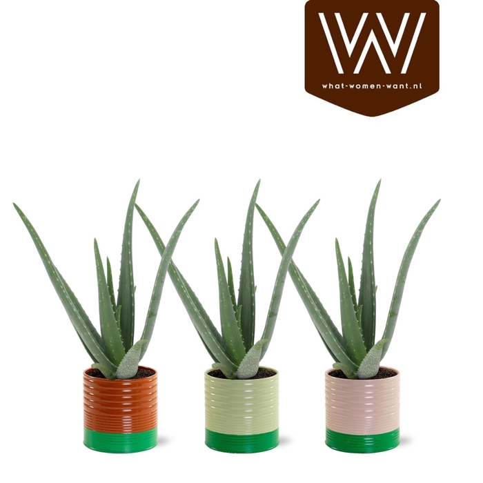 <h4>ALOE VERA</h4>