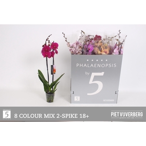 PHAL GEM 8 KL