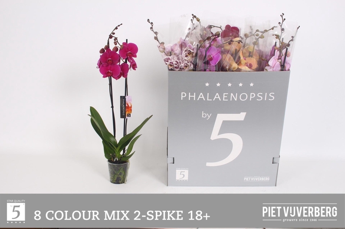 <h4>PHAL GEM 8 KL</h4>