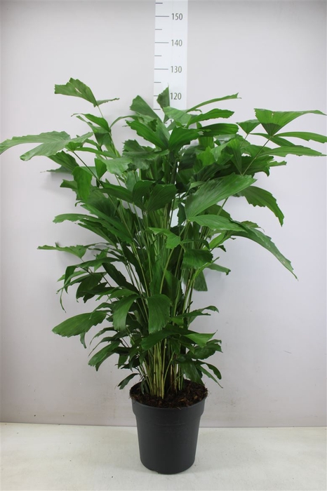 Caryota Mitis P24