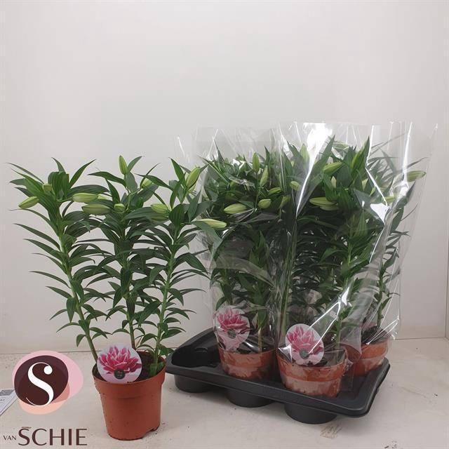 <h4>LIL OR ROSEL SARA</h4>