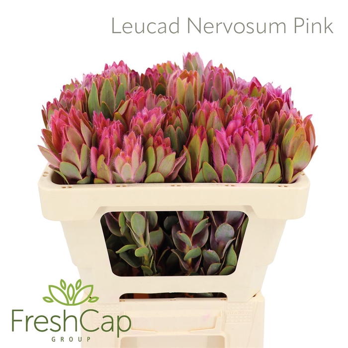 Leucad Nervosum Pink