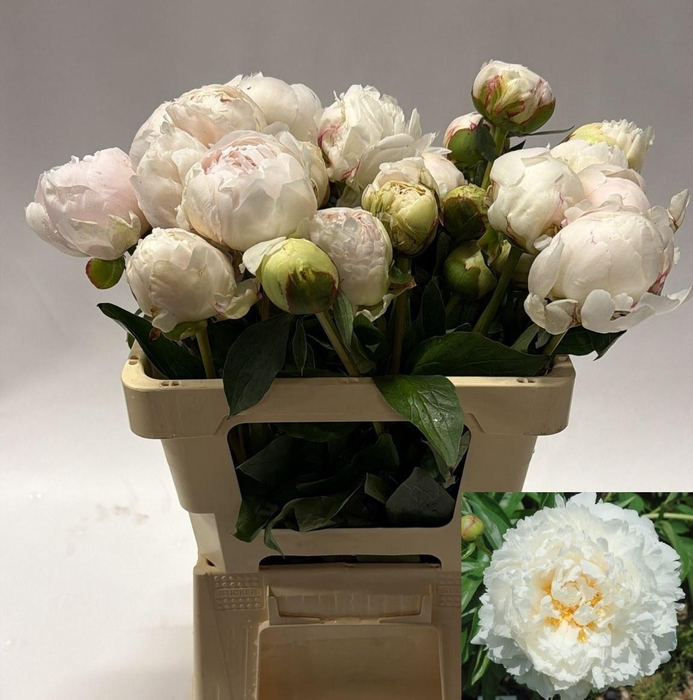 <h4>PAEO L BOWL OF CREAM</h4>