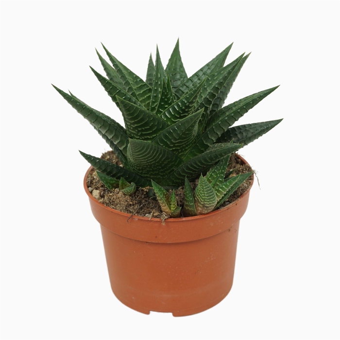 <h4>Haworthia limifolia</h4>