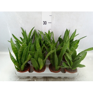 Sansevieria zeylanica 'Greenline'