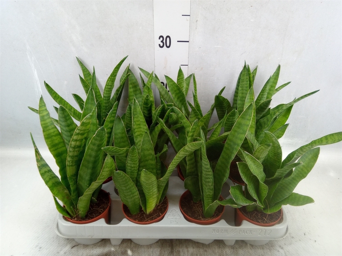 Sansevieria zeylanica 'Greenline'