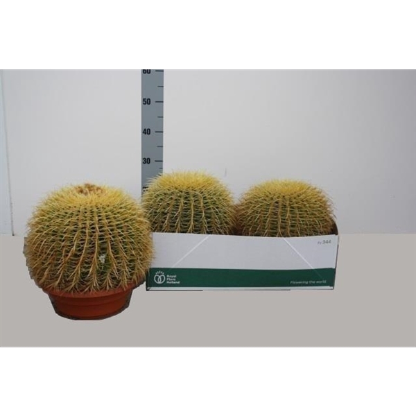 <h4>Echinocactus grusonii</h4>