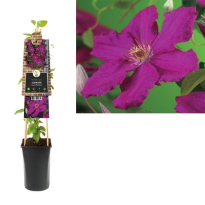 Clematis 'Ernest Markham' +3.0 label