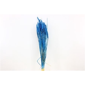 Dried Triticum Bleached Dark Blue Bunch