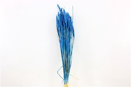 Dried Triticum Bleached Dark Blue Bunch