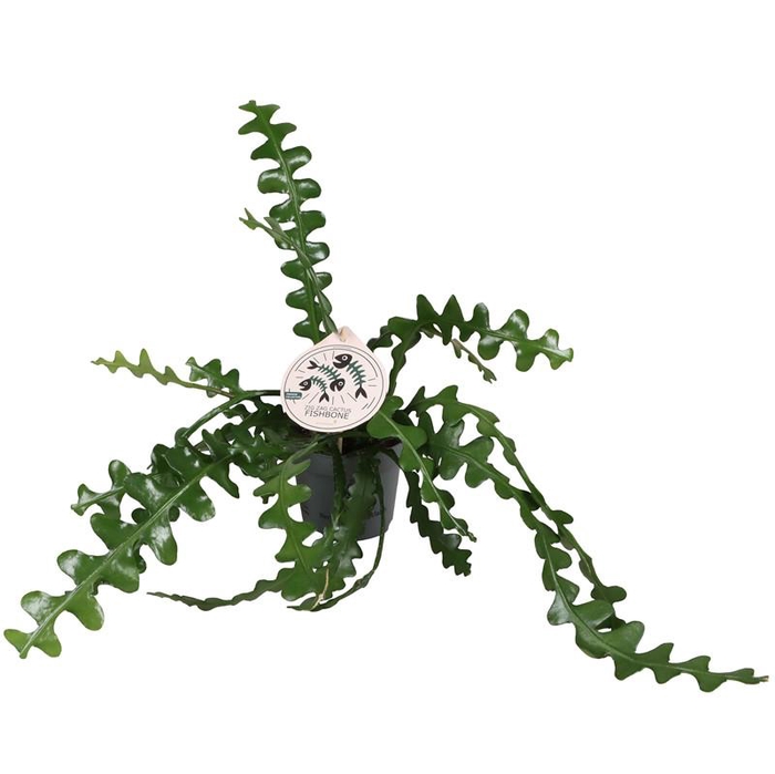 <h4>EPIPHYLLUM ANGULIGER</h4>