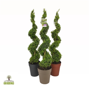 Buxus sempervirens Spiraal 100-110