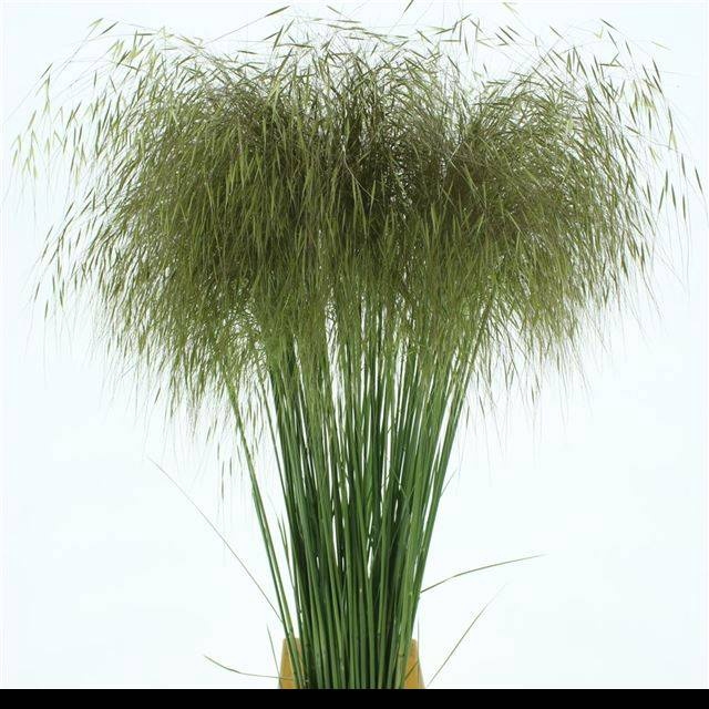 <h4>STIPA GIGANTEA</h4>