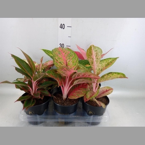 Aglaonema   ...