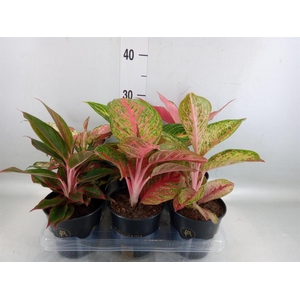 Aglaonema   ...